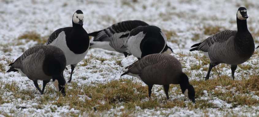 ducks5hybrid aythya collaris/Cackling Goose, Barnacle Goose & hybrids 04022009 Abbenbroek,The Netherlands