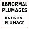 ABNORMAL PLUMAGES-UNUSUAL PLUMAGE