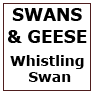 SWANS&GEESE-Whistling Swan