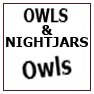 OWLS & NIGHTJARS - OWLS