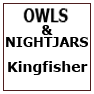 OWL & NIGHTJARS - Kingfisher