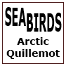 SEABIRDS-Arctic Quillemot