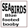 SEABIRDS-Blue footed booby 