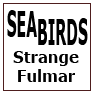 SEABIRDS-Strange Fulmar 