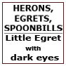 Little Egret with dark eyes