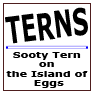 SootyTern a visit to the island of eggs