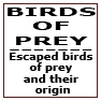 Escaped birds of prey and their origin