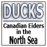 DUCKS-Canadian Eiders in the North Sea