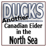 DUCKS-Another Canadian Eider in the North Sea area