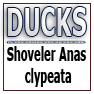 DUCKS-Shoveler Anas clypeata