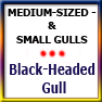 MEDSIZED&SMALLGULLS-BlackHeaded gulls