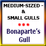 MEDSIZED&SMALLGULLS-Bonaparte's gull