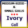 MEDSIZED&SMALLGULLS-Ivory gull