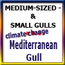 Mediterranean gull&climate change