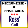 MEDSIZED&SMALLGULLS-Ross' gull