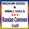 SMALLGULLS-Russian Common gull
