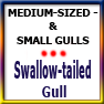 MEDSIZED&SMALLGULLS-Swallow-tailed gull