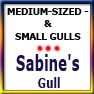 MEDSIZED&SMALLGULLS-Sabine's gull