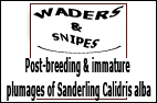 Post-breeding & immature plumgess of Sanderling Calidris alba