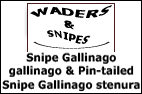 Snipe Gallinago gallinago & Pin-tailed Snipe Gallinago stenura
