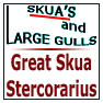 Great Skua Stercorarius