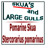 Pomarine Skua Stercorarius pomarinus