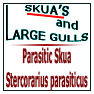 Parasitic Skua Stercorarius parasiticus