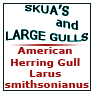 Am Herring Gull Larus smithsonianus