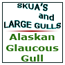 Glaucousgull Alaskan