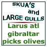 Larus atl gibraltar picks olives 