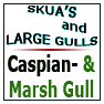 Caspian- & Marsh gull-Caspian Gull