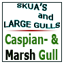 Caspian- & Marsh Gull-Marsh Gull