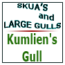Kumlien's Gull