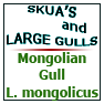 Mongolian Gull Larus mongolicus