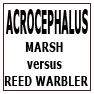 ACROCEPHALUS-MARSH vs REED WARBLER 