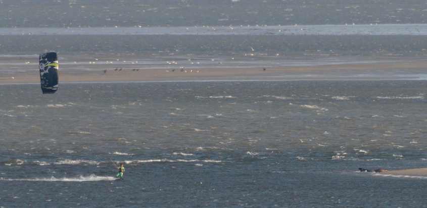 Kite surfing in European SSI surfer approaches resting seals 06072009 Hinder, Oostvoorne, The Netherlands.jpg