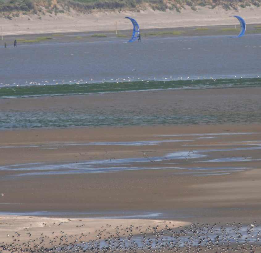 Kite-surfing in European SSI where birds should rest and feed 12072009 5001 Oostvoorne, The Netherlands.jpg