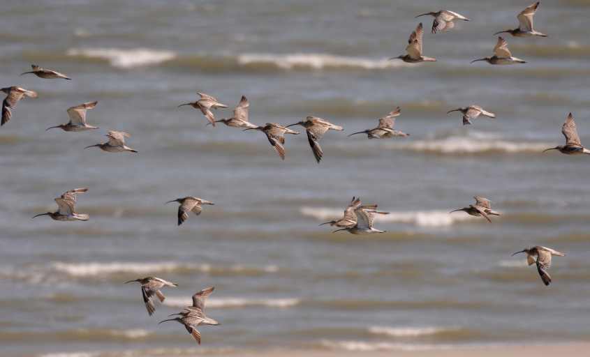 Kite-surfing in European SSI with curlews in advanced wing moult 12072009 4929 Oostvoorne, The Netherlands.jpg