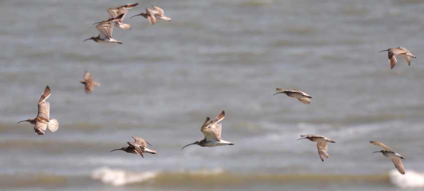 Kite-surfing in European SSI with curlews in advanced wing moult 12072009 4932 Oostvoorne, The Netherlands.jpg