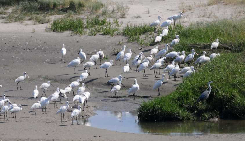 Kite-surfing in European SSI with roosting Spoonbills, 12072009 4779 Oostvoorne, The Netherlands.jpg