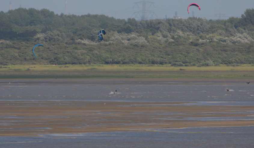 Kite-surfing in European SSI, emptying sandbanks 12072009 4856 Oostvoorne, The Netherlands.jpg