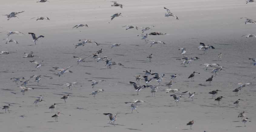 Kite-surfing in European SSI, roosting Curlews disturbed 12072009 4673 Oostvoorne, The Netherlands.jpg