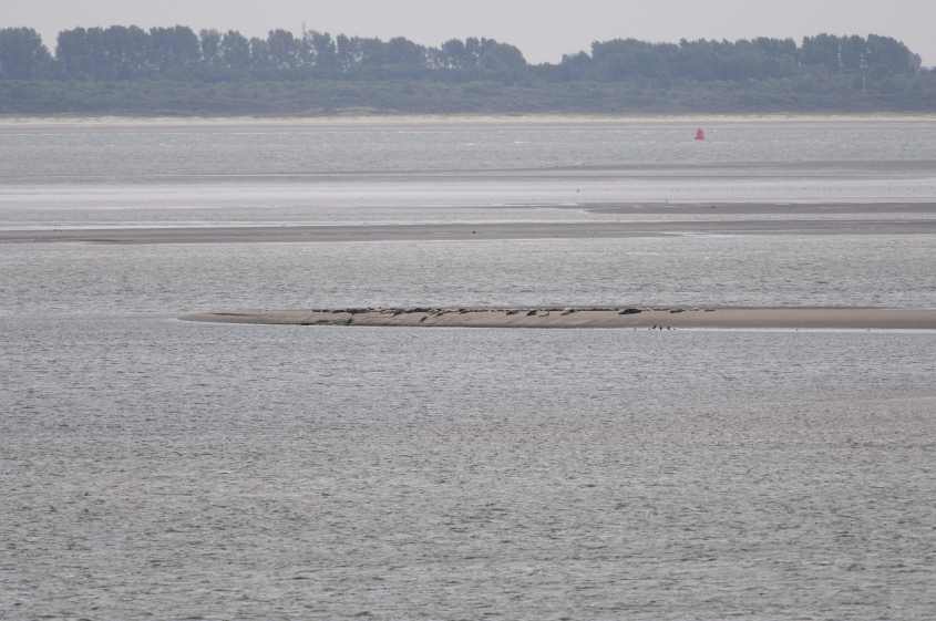 xKite-surfing in European SSI, tide comig in 12072009 4640 Westplaat,Oostvoorne, nl.jpg