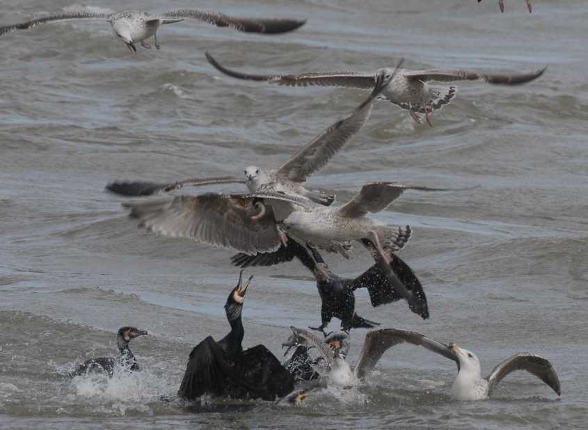 3.Great Black-backed Gulls stealing River Lamprey Lampetra fluviatilis from Cormorants 12032008 Haringvlietsluizen, The Netherlands.jpg