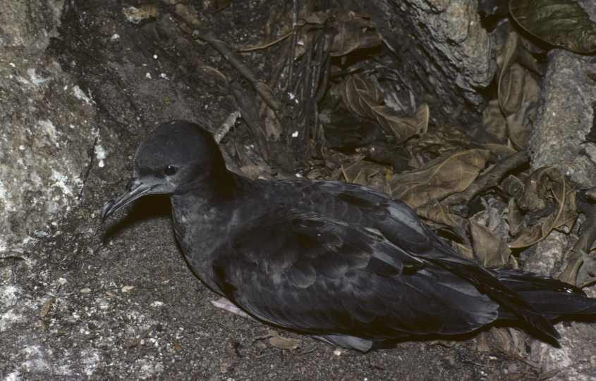 Wedge-tailed Shearwater Puffinus pacificus June 1980 11 Desnoeufs