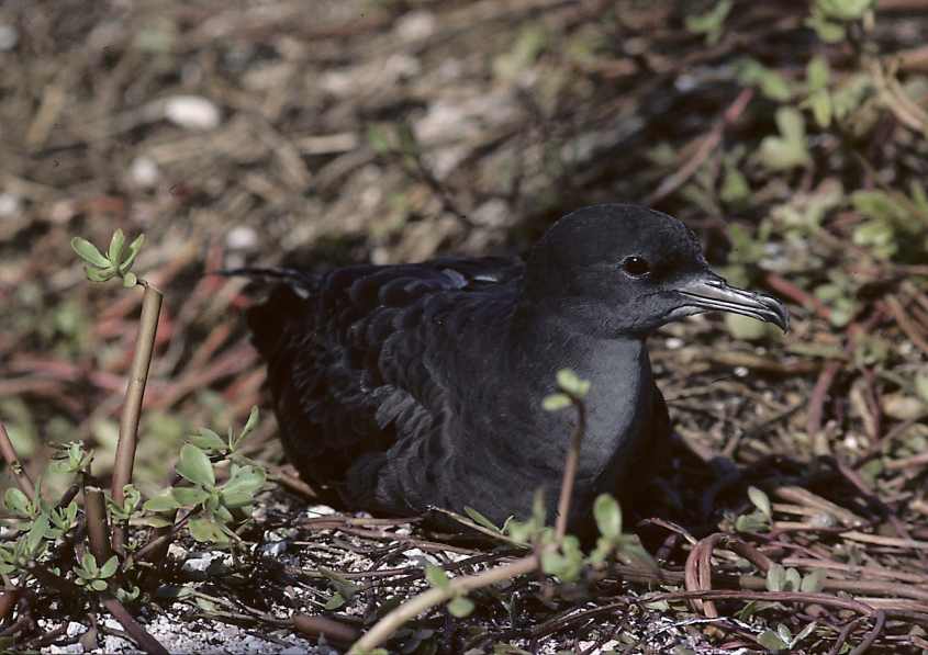 Wedge-tailed Shearwater Puffinus pacificus June 1980 3 Desnoeufs
