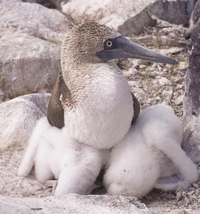 Blue-footed Booby female & two chicks Galapagos