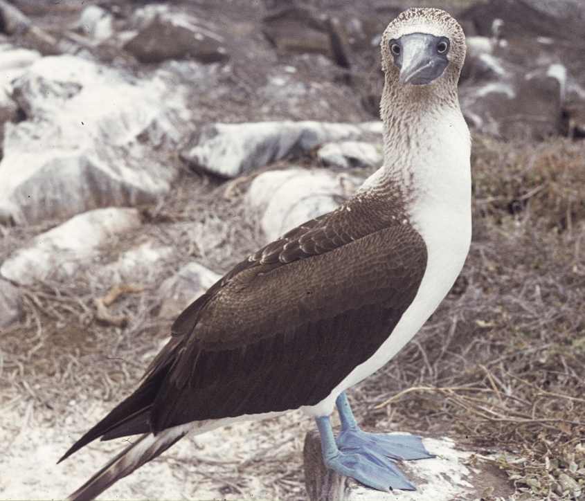 Blue-footed Booby female Galapagos
