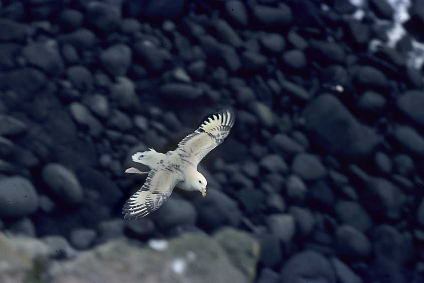 fulmar pribilof-isles alaska aug 1980 c Fred van Olphen seabirds