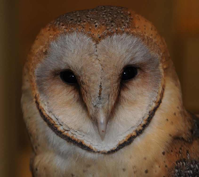 Barn Owl Tyto a.guttata 29042009 The Hague